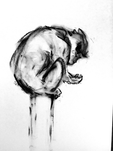 Drawings. Monkey. 2014